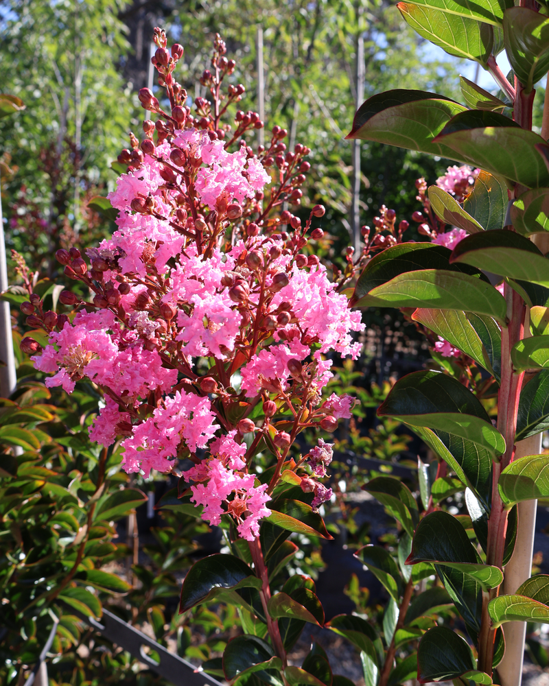 Lagerstroemia Indica Sioux 45L6.png